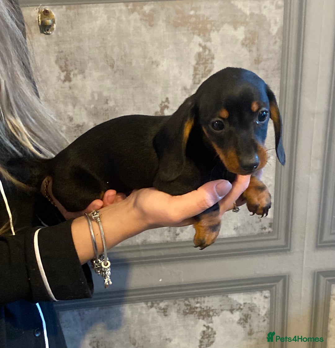 Dachshund dogs for sale: Three dachshund’s ready to go now!!! - Advert 3