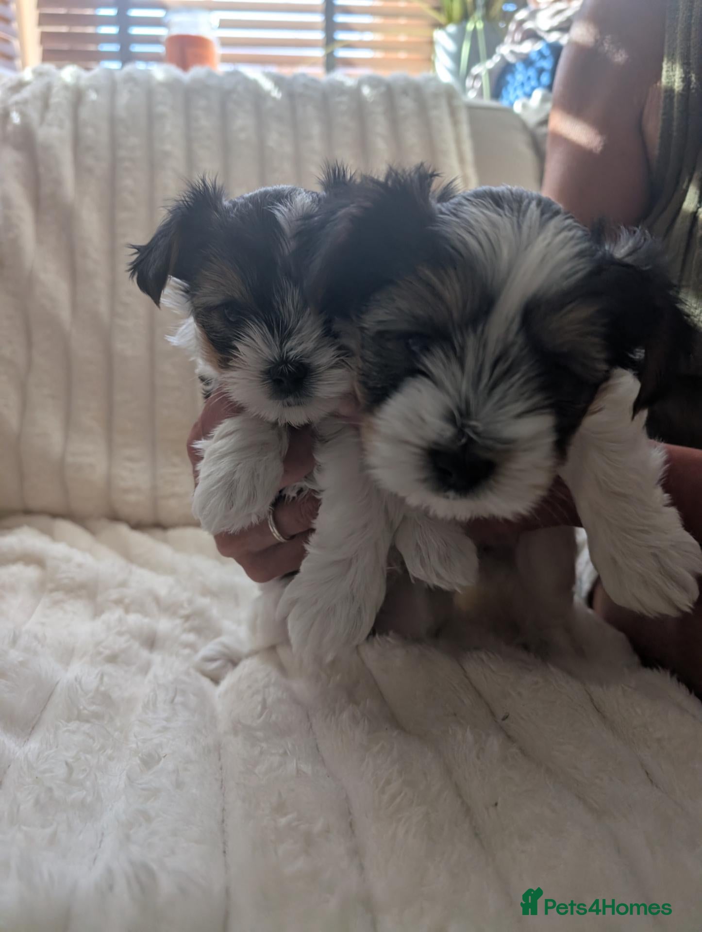 Biewer Terrier dogs Biewer terrier puppies x 2 boys - Advert 9