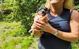 Jack Russell dogs for sale: Tri coloured & caramel JRT pups from organic farm - Image 8