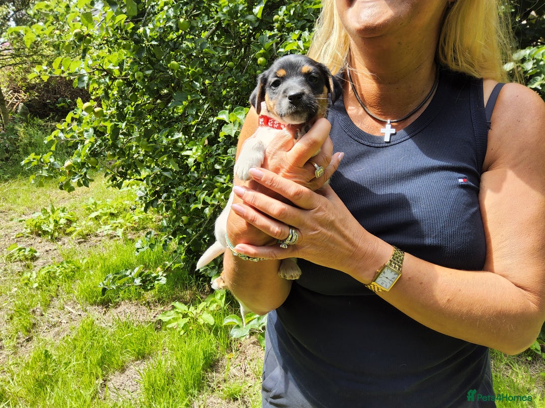 Jack Russell dogs for sale: Tri coloured & caramel JRT pups from organic farm - Image 8
