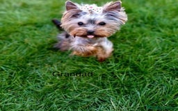 Yorkshire Terrier dogs for sale: Absolutely adorable mini yorkie puppies  - Image 36