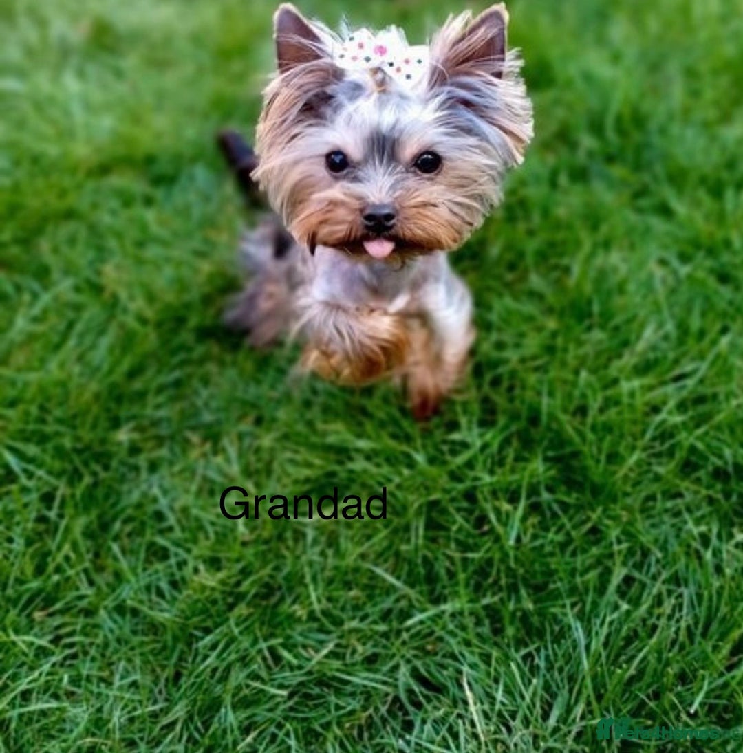 Yorkshire Terrier dogs for sale: Absolutely adorable mini yorkie puppies  - Image 36