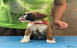 Boxer dogs for sale: Champion sired Lovely  Boxer Puppy Available  - Image 5