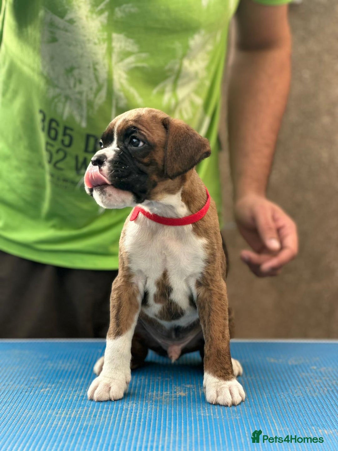 Boxer dogs for sale: Champion sired Lovely  Boxer Puppy Available  - Image 5