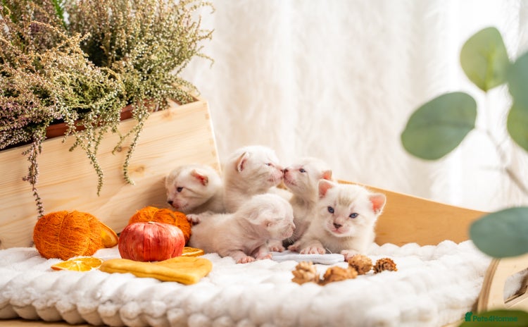 Bengal cats - Advert 13