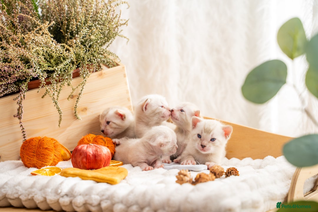 Bengal cats for sale: Pure Snow Bengals-TICA champions pedigree-Stunning - Image 1