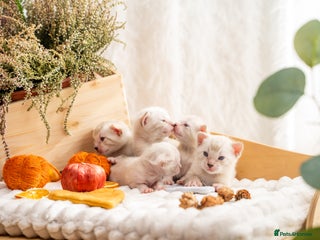 Bengal cats - Advert 10