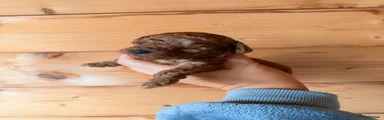 Poochon 4