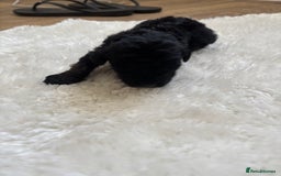 Cockapoo dogs for sale: Miniature f1 cocker poodles  - Advert 8