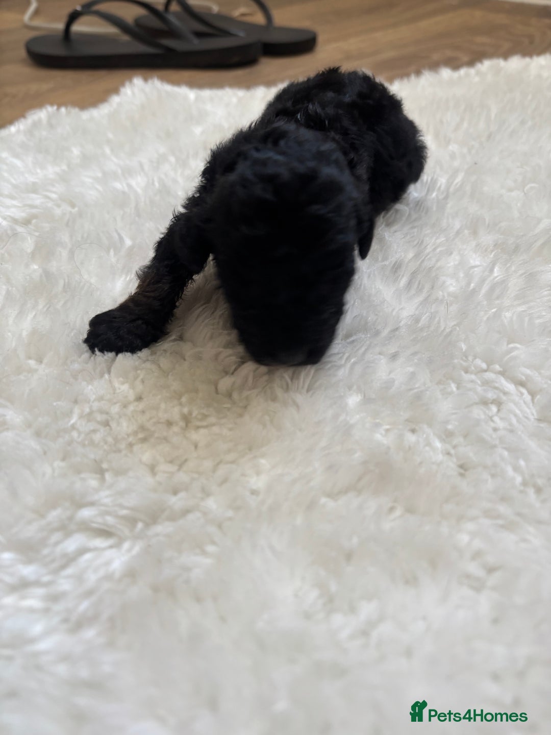 Cockapoo dogs for sale: Miniature f1 cocker poodles  - Advert 8