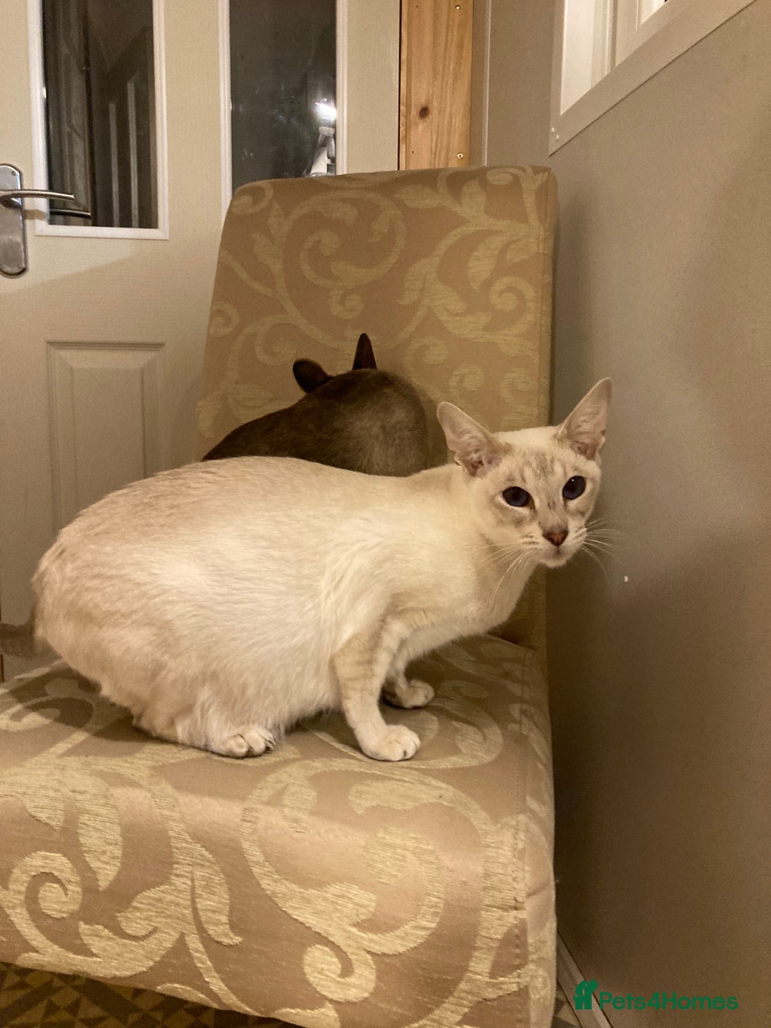 Oriental cats for sale: Oriental shorthair kittens - Advert 2