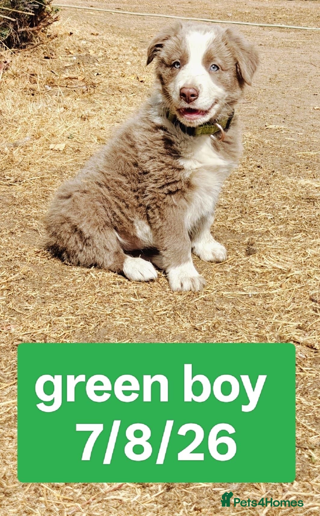 Border Collie dogs KC registered Border collie pups for sale - Advert 2
