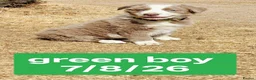 Border Collie dogs for sale: KC registered Border collie pups for sale - Advert 7