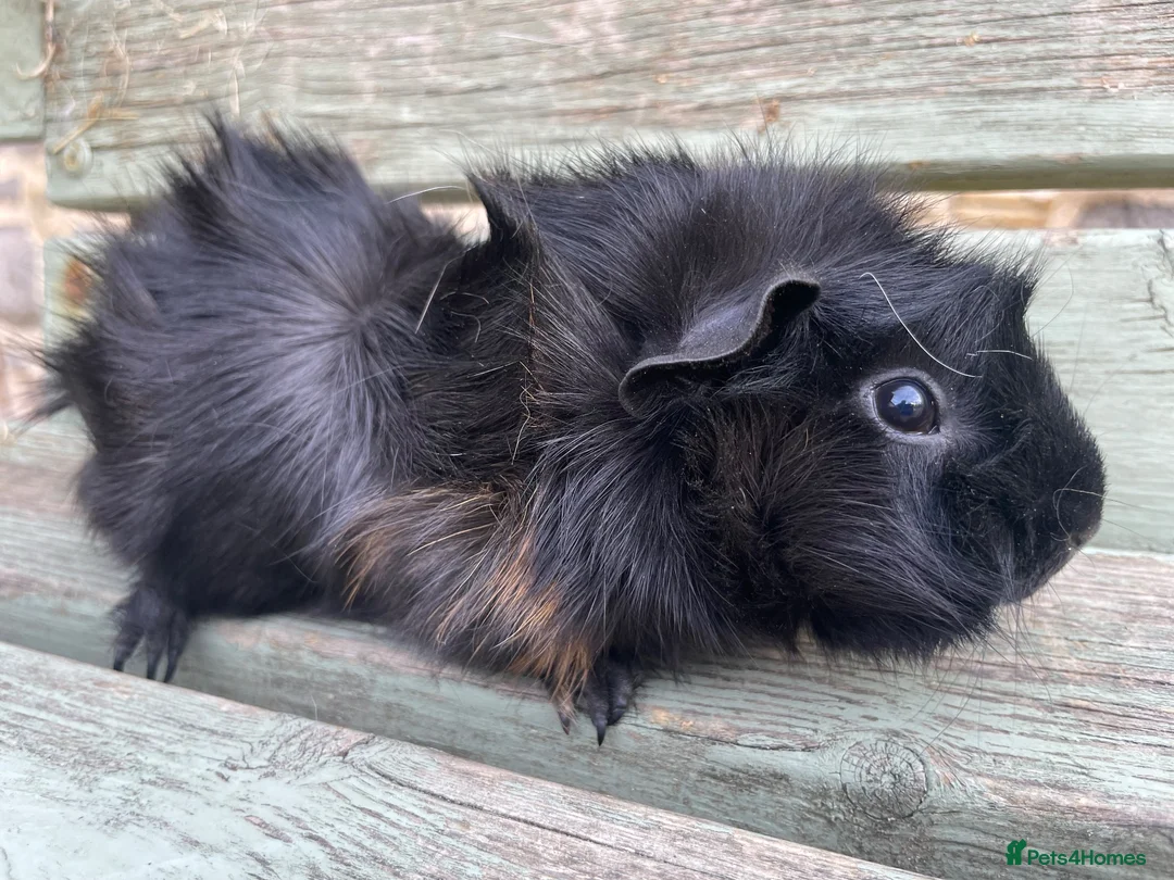 Guinea Pig rodents for sale: Tufty baby boars for sale - Advert 4