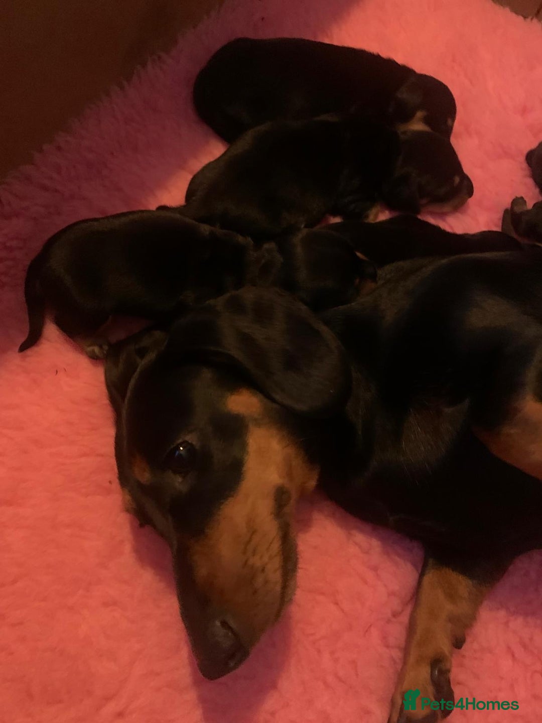 Dachshund dogs for sale: Dachund - Image 6