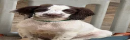 English Springer Spaniel dogs for sale: English springer spaniel puppy’s  - Advert 6