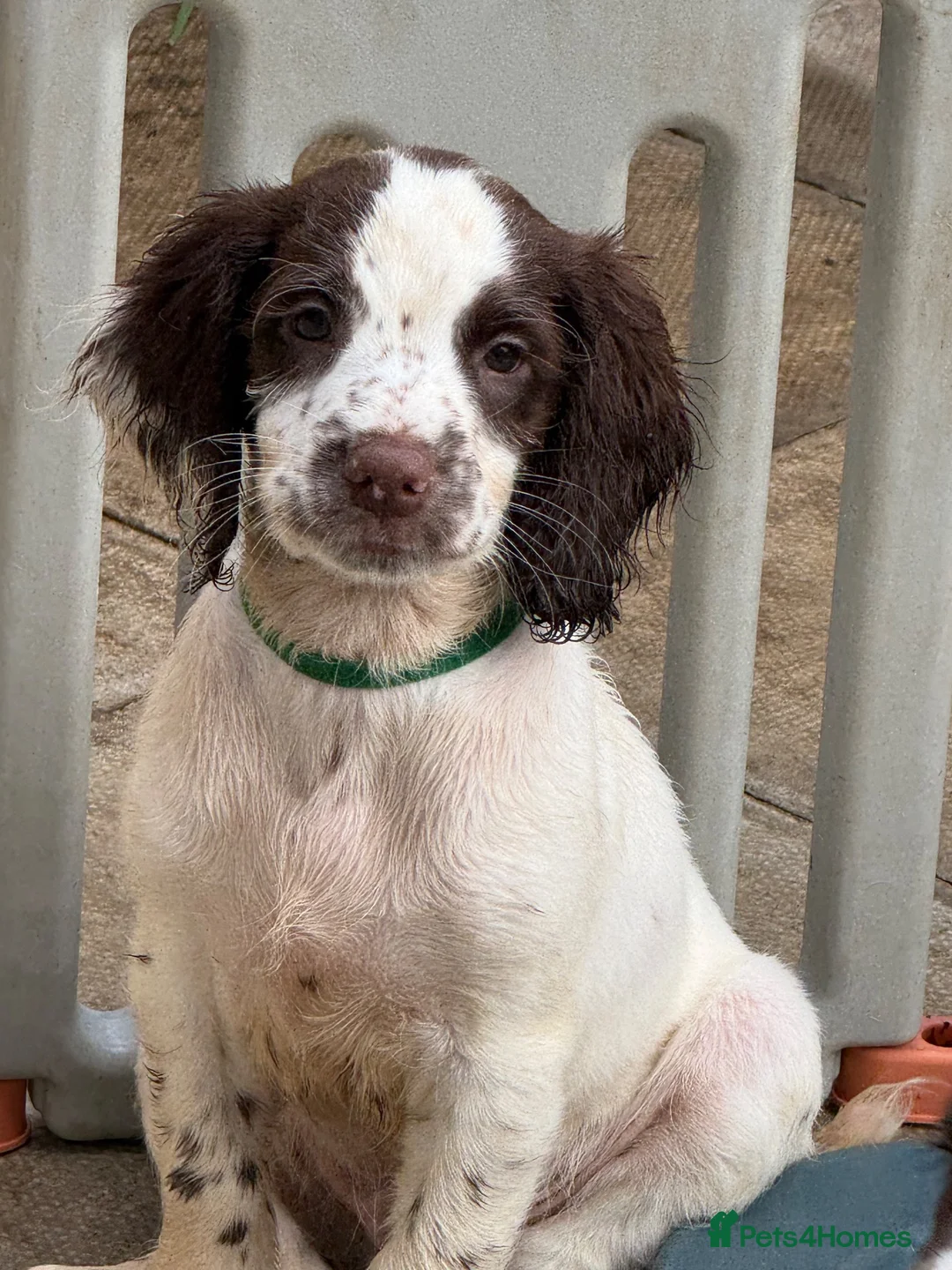 English Springer Spaniel dogs for sale: English springer spaniel puppy’s  - Advert 6