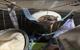 Rat rodents for sale: Rehoming my rats  - Image 2