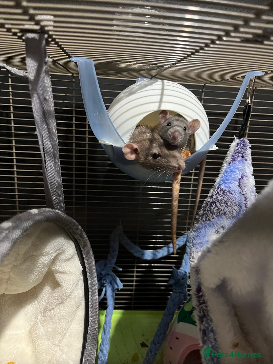 Rat rodents for sale: Rehoming my rats  - Image 2