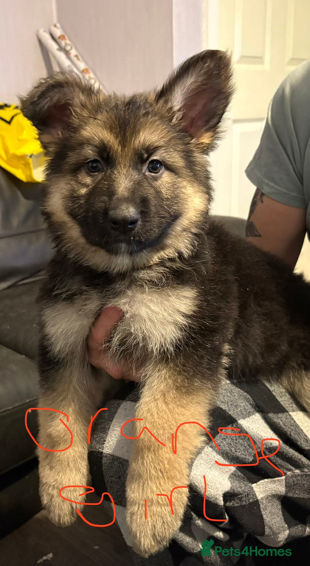 Mixed Breed dogs for sale: 4 stunning German shepherd pups for sale ready now - Advert 7