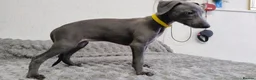 Whippet dogs for sale: (Solid) Blue Whippet KC Registered Puppies - Advert 30