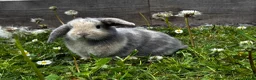 Mixed Breed rabbits for sale: Mixed Breed Bunnies in Street - Advert 3