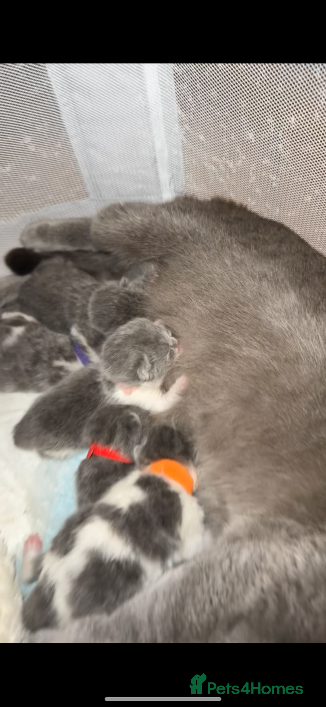 British Shorthair cats for sale: Pedigree British shorthair (Bi colour gene) in Birmingham - Image 5