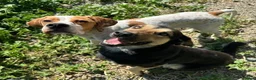Pointer dogs for adoption: Remi (English Pointer) in Bedford - Advert 13
