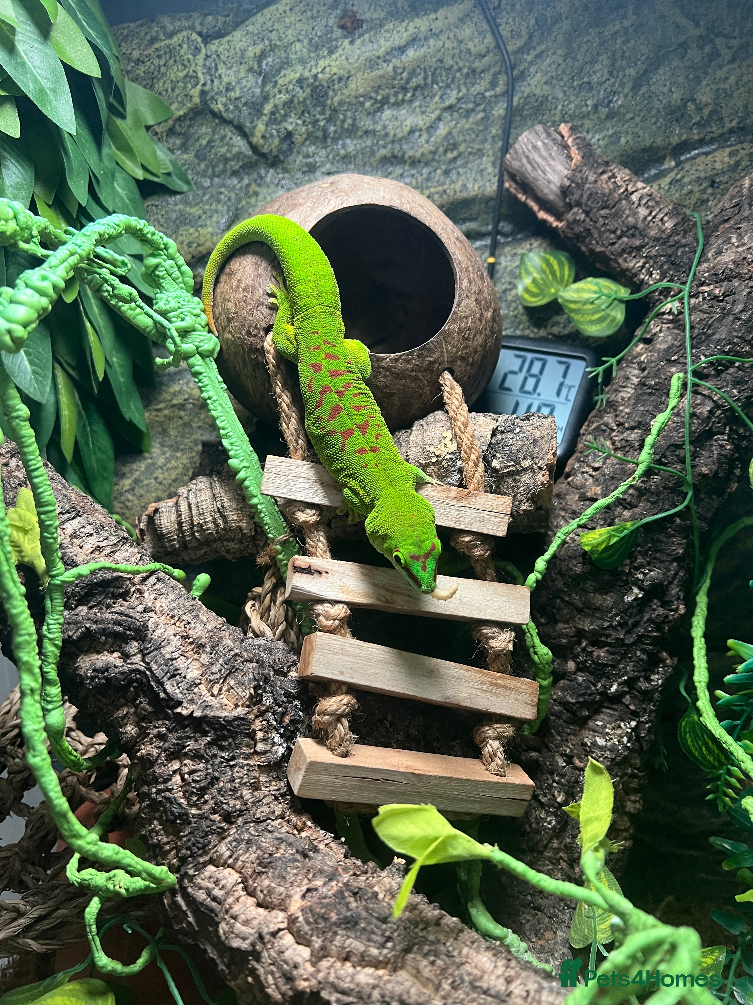 Gecko reptiles Madagascan Day Gecko - Advert 1