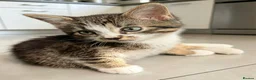 Mixed Breed cats for sale: Bengal/Maine Coon mix • stunning & affectionate  - Advert 8