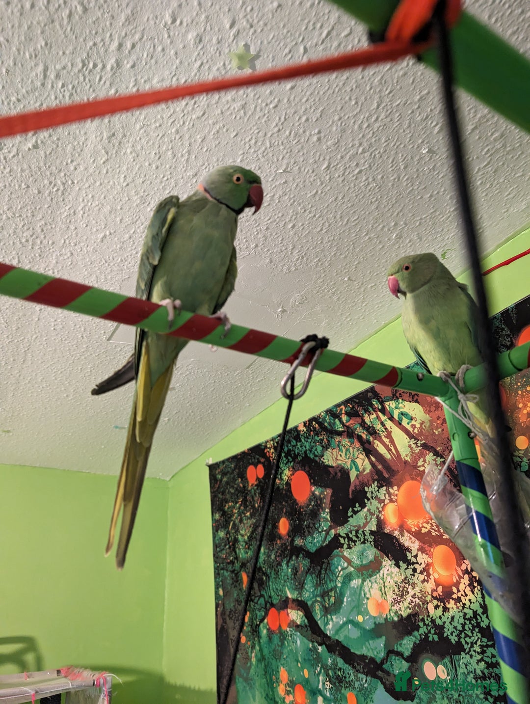Ringnecks birds for sale: Breeding pair of Indian rinkneck needs a new home - Image 4