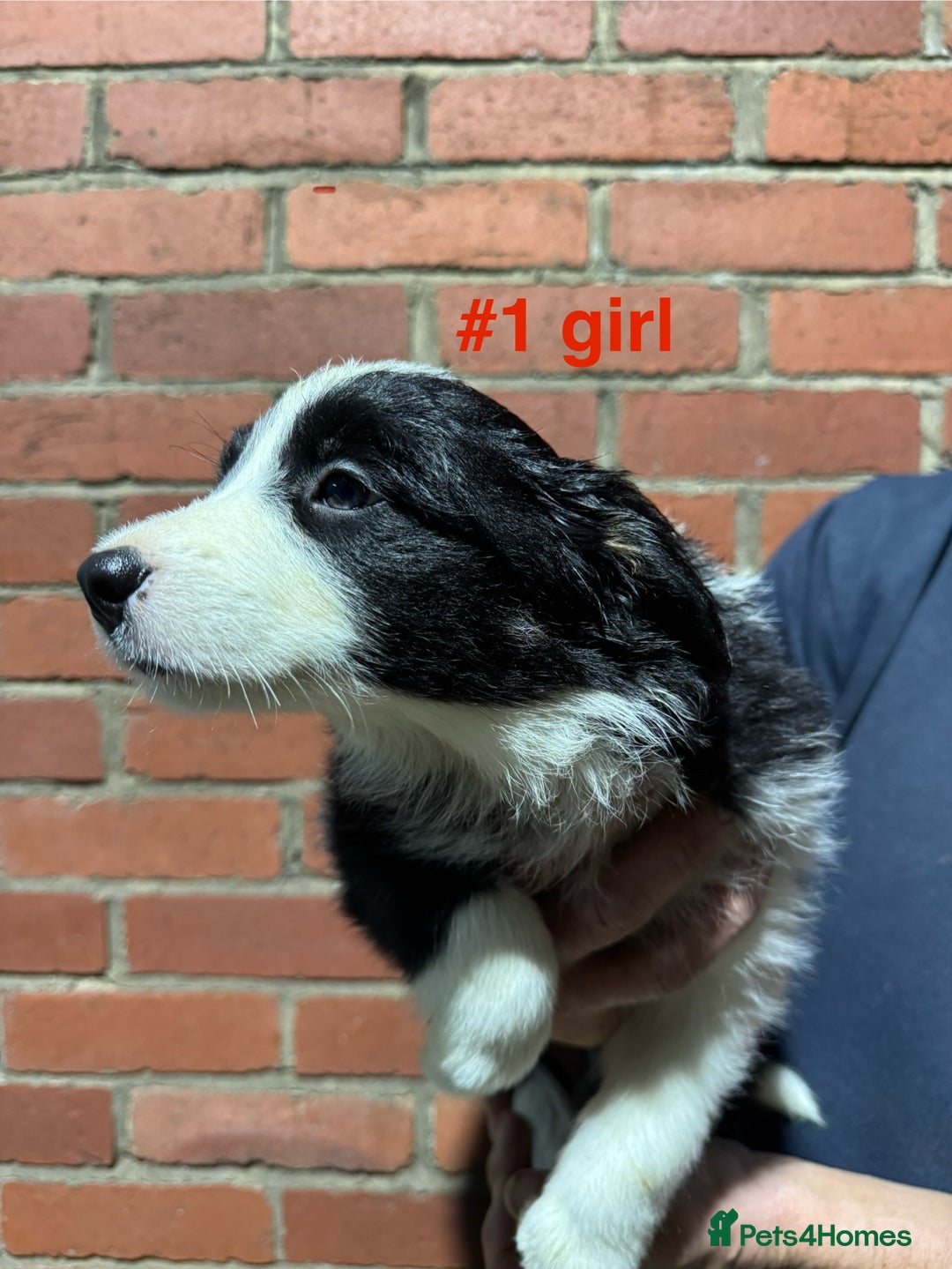 Border Collie dogs for sale: Bouncing border collies - Advert 2