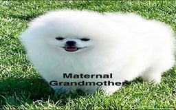 Pomeranian dogs for sale: Korean–Russian Exclusive Teddy Bear Pomeranian ✨🐻 - Advert 7