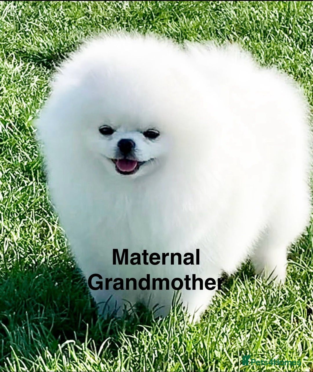 Pomeranian dogs for sale: Korean–Russian Exclusive Teddy Bear Pomeranian ✨🐻 - Advert 7