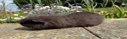 Guinea Pig rodents for sale: Friendly Swiss guinea pig boars (boys) - Advert 9