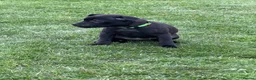 Staffordshire Bull Terrier dogs for sale: KC Black Puppies Ready Now - Advert 12