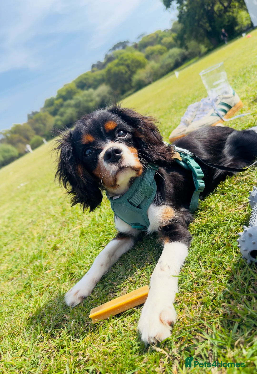 Cavalier King Charles Spaniel dogs for sale: KC registered Cavalier - meet Woody 🐾 - Advert 2