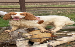 Cocker Spaniel dogs for sale: 4 adorable cocker spaniel puppies needing new home - Image 5