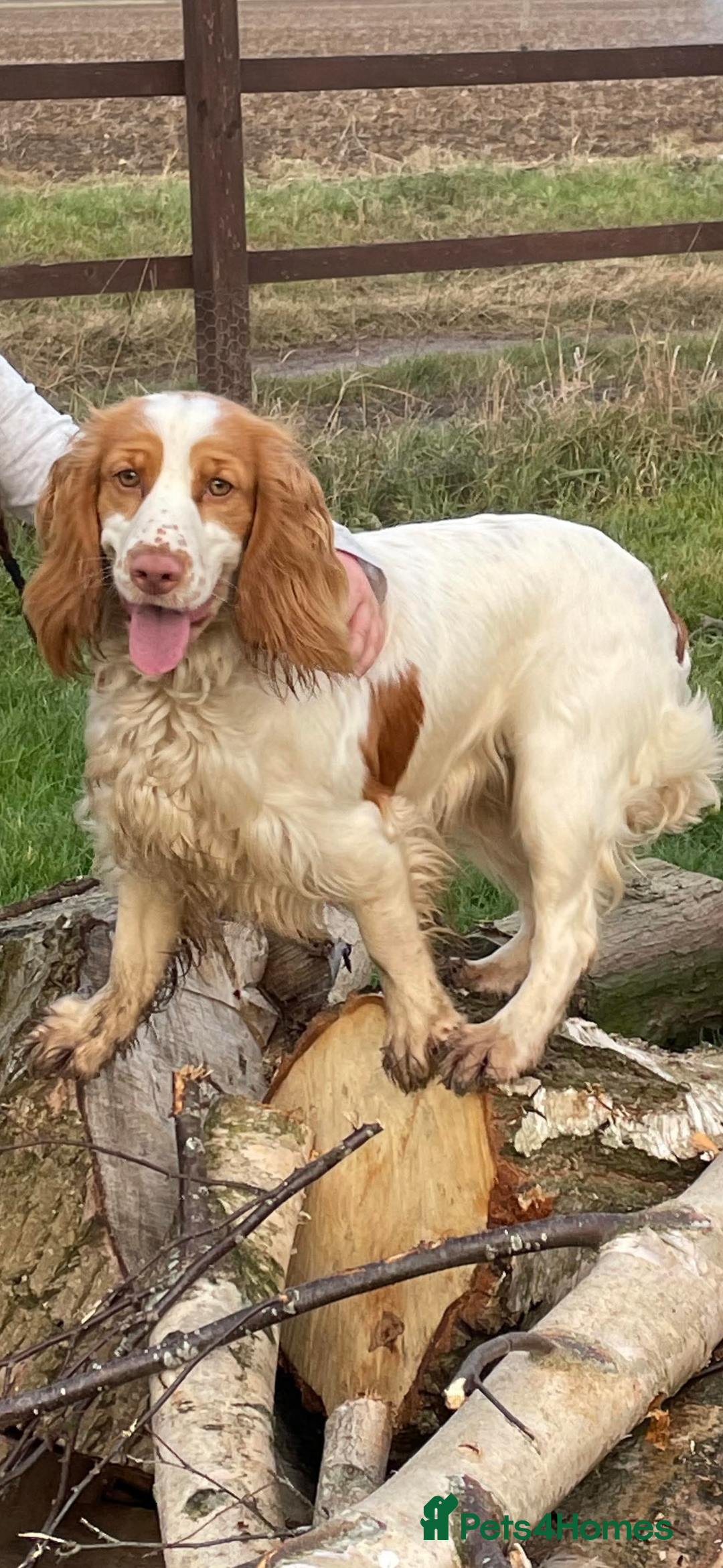 Cocker Spaniel dogs for sale: 4 adorable cocker spaniel puppies needing new home - Image 5
