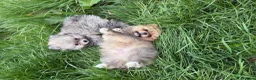 Pomeranian dogs for sale: Beautiful friendly and playful puppys pomeranians - Advert 7