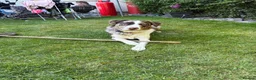 Borador dogs for sale: Male Border Collie X Labrador  - Advert 9