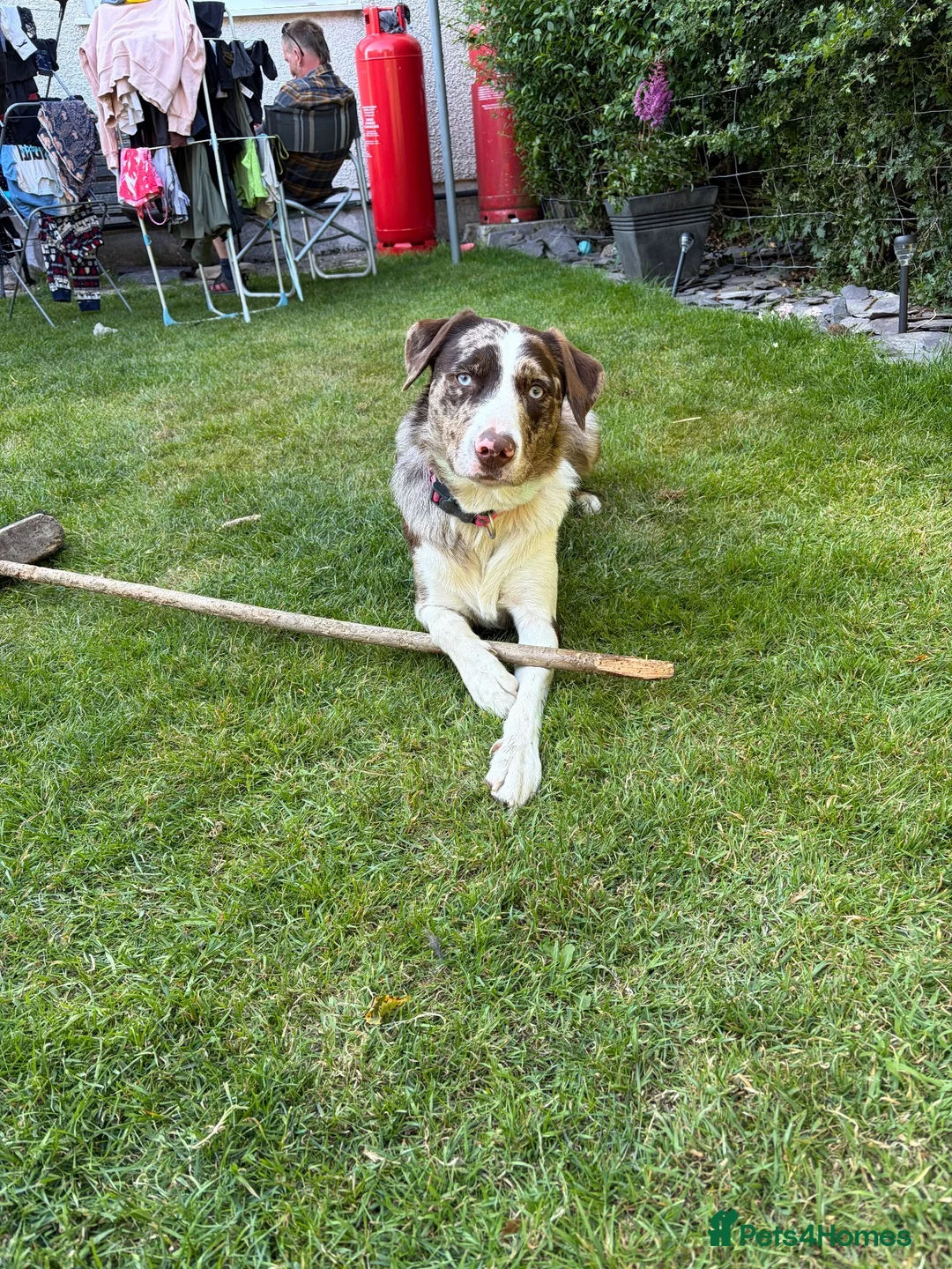 Borador dogs for sale: Male Border Collie X Labrador  - Advert 9