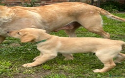 Labrador Retriever dogs for sale: Ready to go! KC reg Labradors (yellow/Foxred) - Image 31