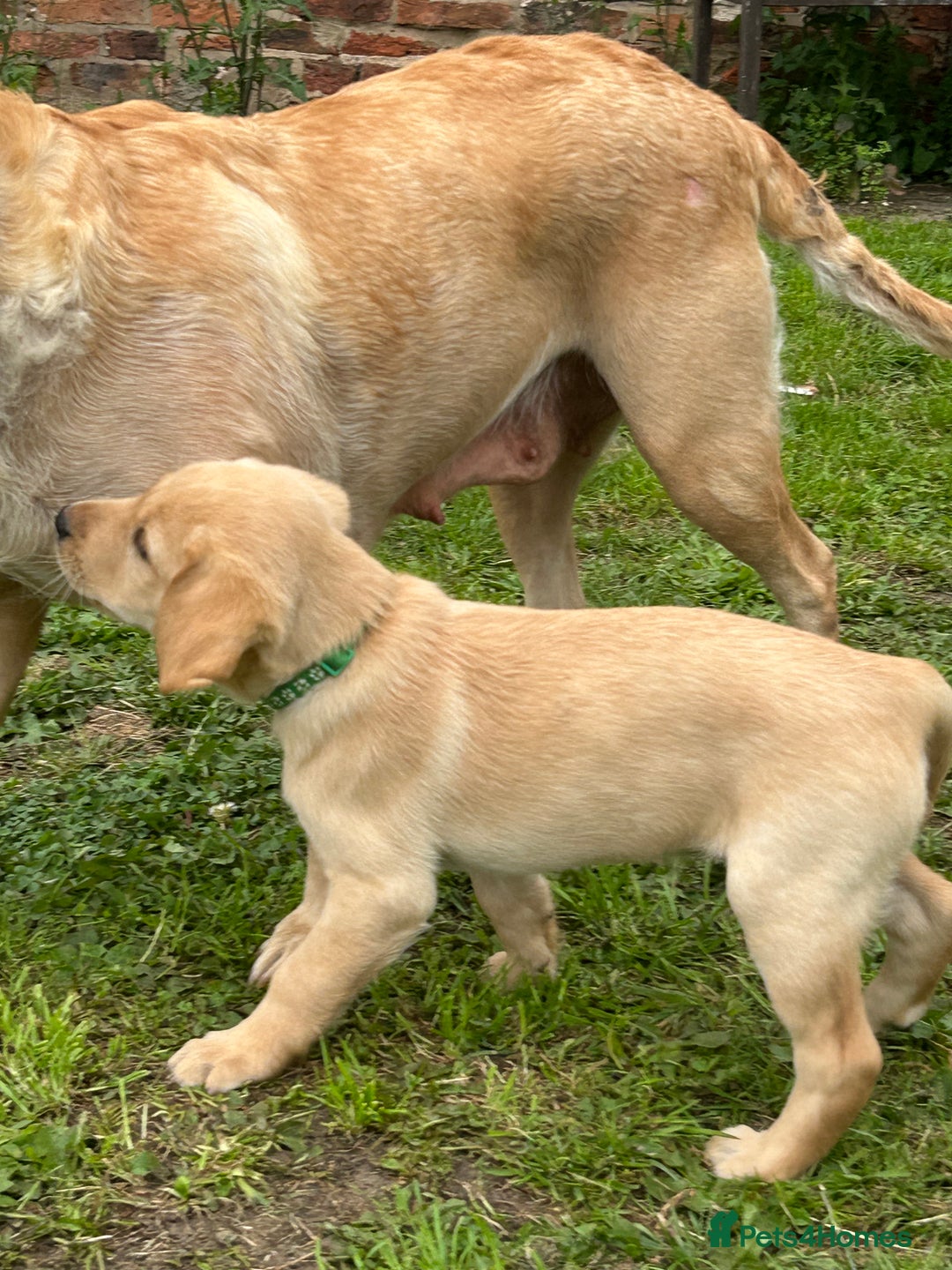Labrador Retriever dogs for sale: Ready to go! KC reg Labradors (yellow/Foxred) - Image 31