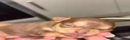 Chihuahua dogs for sale: 3 chihuahua puppy’s for sale - Advert 18