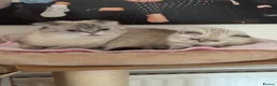 Mixed Breed cats for sale: Female millie in Billericay - Advert 12