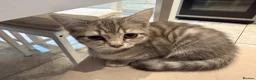 Mixed Breed cats for sale: 1 Scottish straight x fold & 1 domestic litter 🐈 - Advert 11