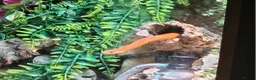 Corn Snake reptiles for sale: 2 and half year old corn snake - Advert 3