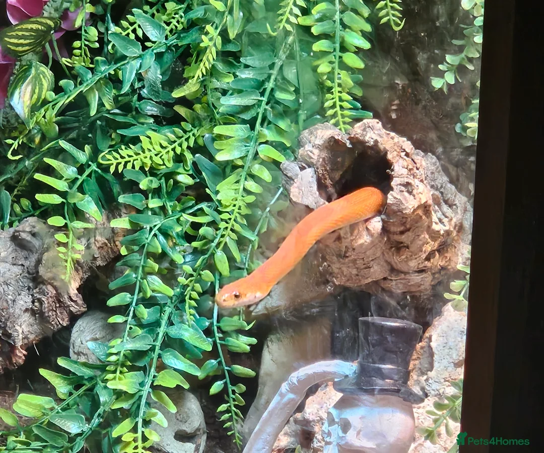 Corn Snake reptiles for sale: 2 and half year old corn snake - Advert 3