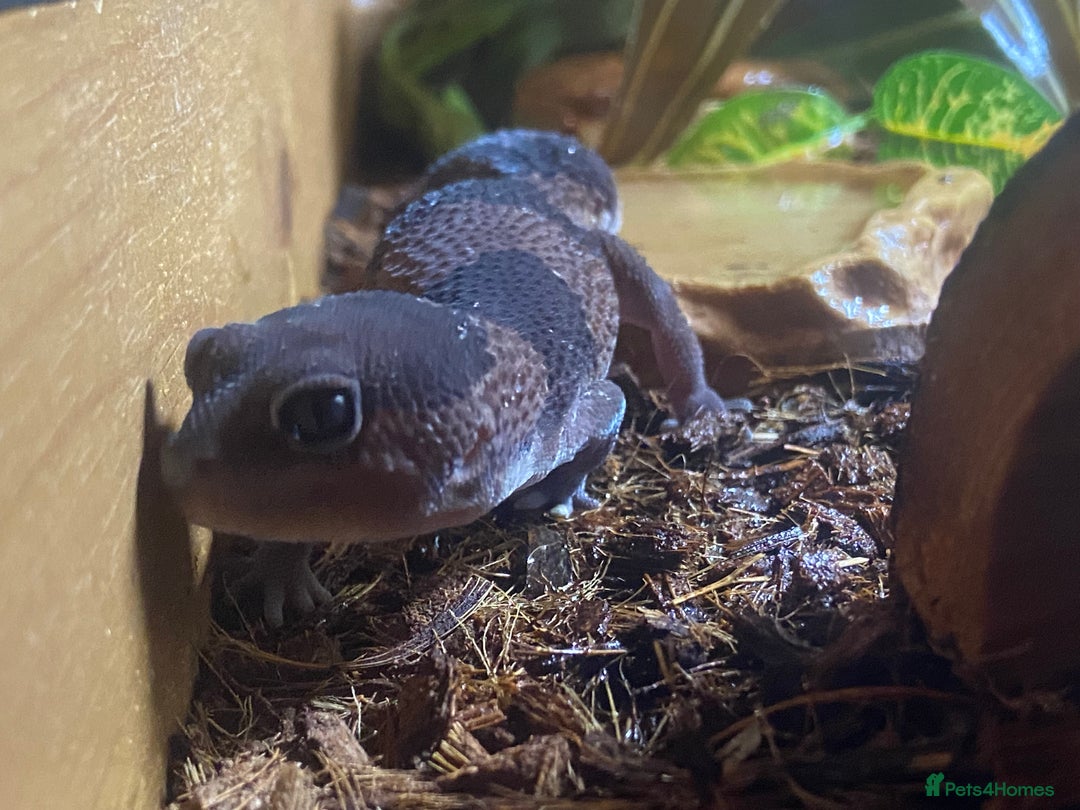 Lizard reptiles for sale: African fat tail gecko + full setup  - Advert 1